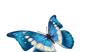 春分蓝色卡通蝴蝶元素GIF动态图